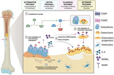 The role of C5a-C5aR1 axis in bone pathophysiology: A mini-review